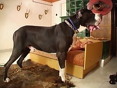 Dog Fuck A Man