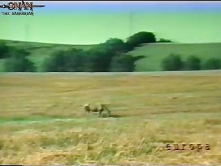 Amateur Animal Sex Tube