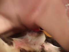 Dog Fuck Mouth Woman