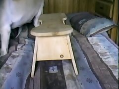 Horny Dog Fuck Wife