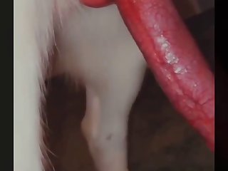 Ukraine Zoo Porn