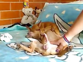 People With Animal Sex