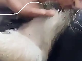 Double Zoo Porn