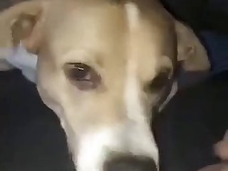 Animal Sex Vodeo