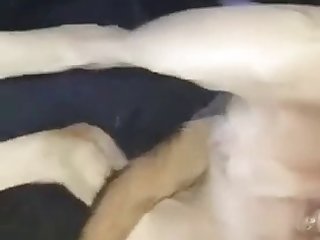 Animal Sex Vodeo