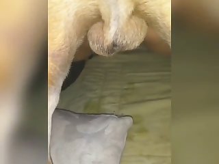 Story Animal Sex