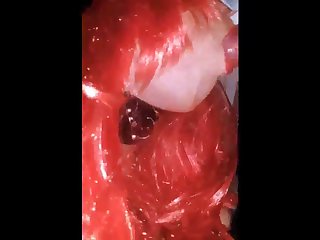 Funny Animal Sex Video