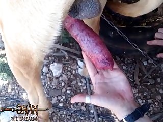 Male Animal Sex Organs
