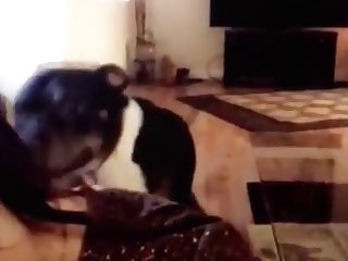 Animal Sex Video Dog