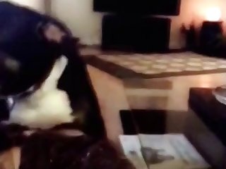 Animal Sex Video Dog