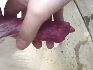 Zoofilia Com Egua