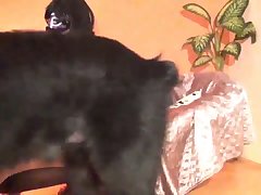 Wife Dared To Fuck Dog