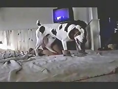 Dog Fuck Big Cock