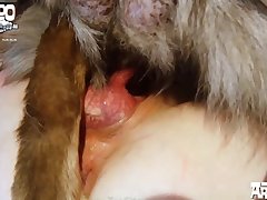 Dog Suck Dick Porn