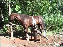 Dog Being Fucked Porn