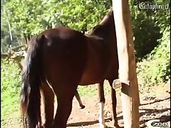 Animal Animation Sex