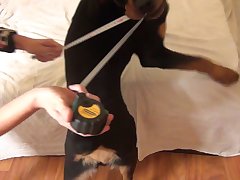 Porn Dog Blowjob