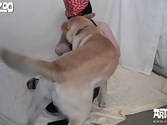 Dog Fuck Idol Walkthrough