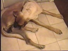 Female Dog Porn Stories