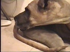 Female Dog Porn Stories