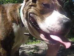 Mastiff Dog Porn