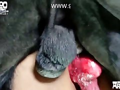 Furry Porn Zoo