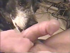 Girl Forced Dog Porn