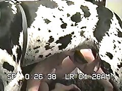 Huge Dog Pussy Porn