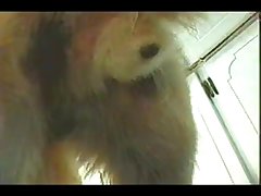 Dog French Kiss Porn