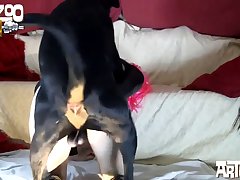 Sucking Dog Dick Gay Porn