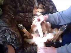 Porn Fuck Dog