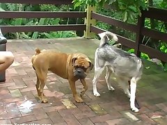 Dog Cock Hypno Porn