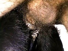 Fucking A Small Dog Porn