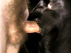 Fucking A Small Dog Porn