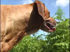 Femefun Dog Porn