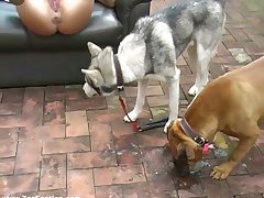 Man Fucking Dog Pussy Porn