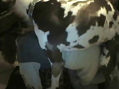 Dog Big Dick Fuck Pussy