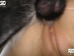 Big Fuck Dog