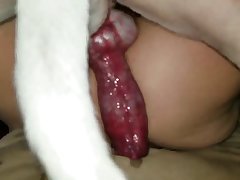 Redhead Dog Porn
