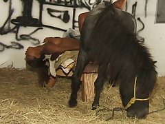Animal Horse Sex