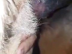 Zoophile Horse Porn