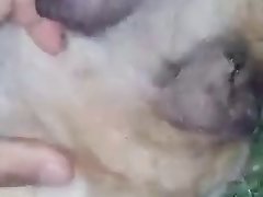Zoophile Horse Porn