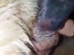 Zoophile Horse Porn
