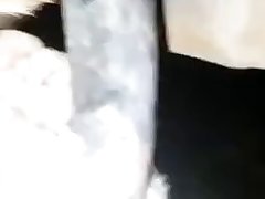 Zoophile Horse Porn