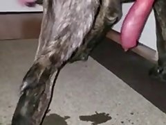 Animated Woman And Dog Porn