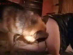 Shepherd Dog Porn