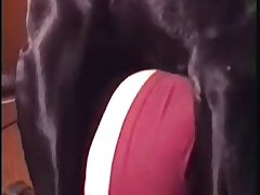 Beastiality Horse Cock Porn