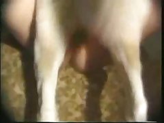 Futa Porn Horse