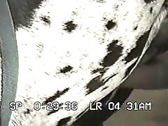 Small Dog Anal Porn