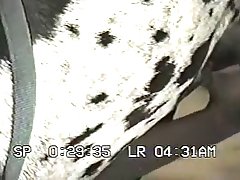 Small Dog Anal Porn